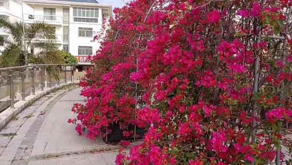 百看不厭的市花公園，不只有三角梅花，還有動物呦