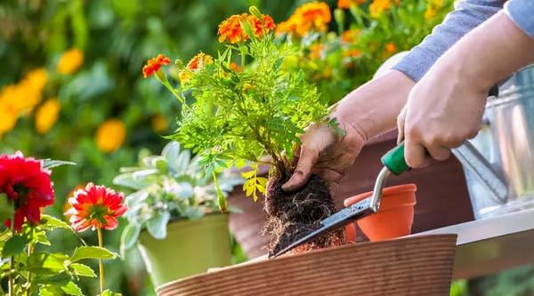 純乾貨 | 養花人必知的20條常識,收好了 純乾貨 | 養花人必知的20條常識,收好了