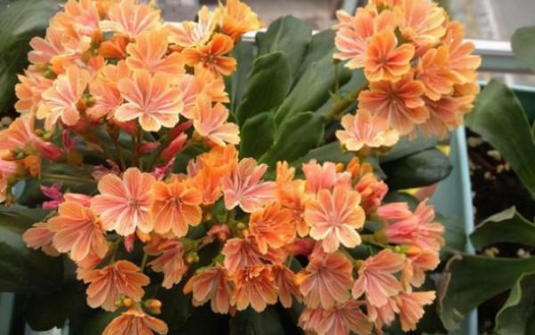 8種最愛開花的多肉,開花嬌豔迷人,看到都想養 8種最愛開花的多肉,開花嬌豔迷人,看到都想養