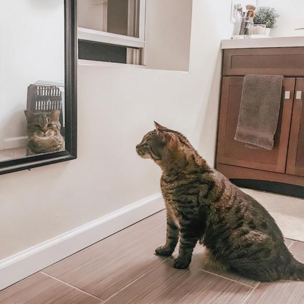 狸花貓長到了22斤後，被拋棄在收容所，網友：真不配當主人