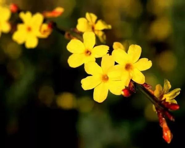 爛然黃燦的——迎春花