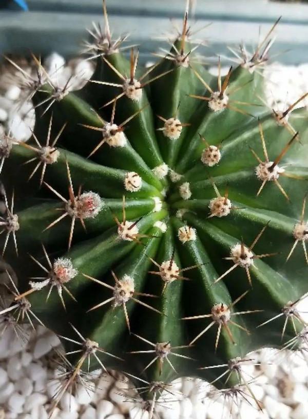 10種花，冬天別噴水，越噴越爛葉，變成光桿特醜