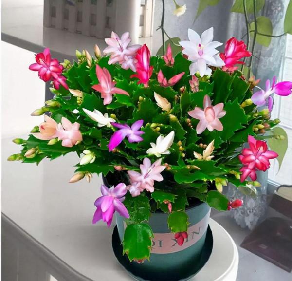 喜歡“小盆”的12種花，幹養多曬，擠著養，枝葉翠綠花大如碗