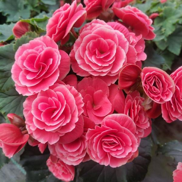 8種&OpenCurlyDoubleQuote;矯情&rdquo;年宵花，幹不得，澆不得，十有八九養不好