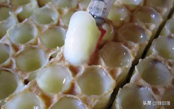 蜂界：蜂蜜能延長人的壽命；專家：就是種高度濃縮糖，誰在誇大？