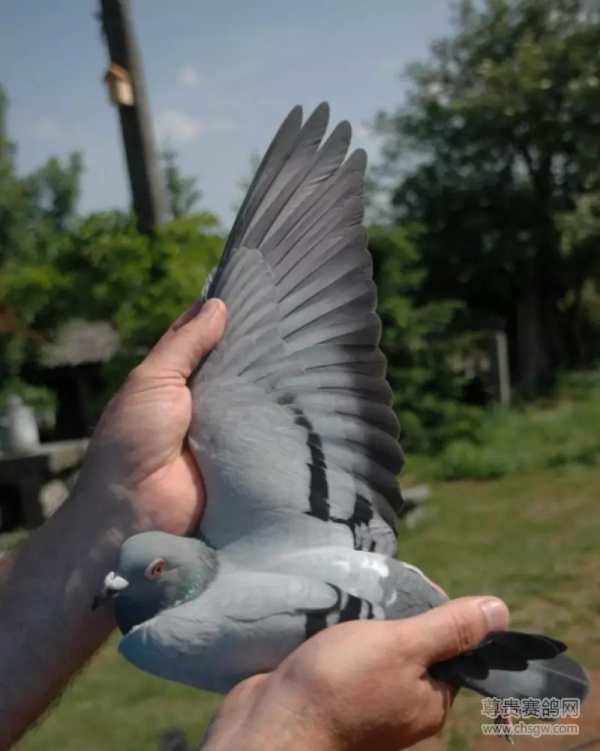 20張冠軍鴿翅膀欣賞，高質量賽鴿翅膀都有哪些特徵？