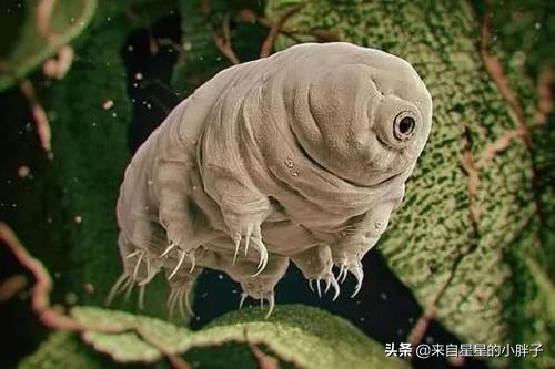 緩步生物實現了人類歷史第一次量子位元糾纏? 緩步生物實現了人類歷史第一次量子位元糾纏?