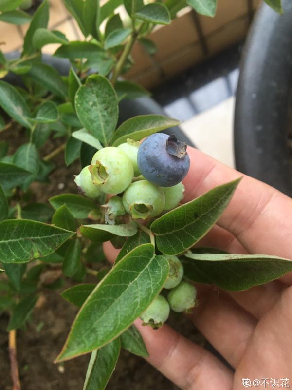 市面藍莓貴又小，別慌！曬曬太陽澆澆水，家裡也能盆栽藍莓