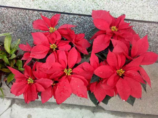 7種花，冬天人氣旺，夏天該咋養？