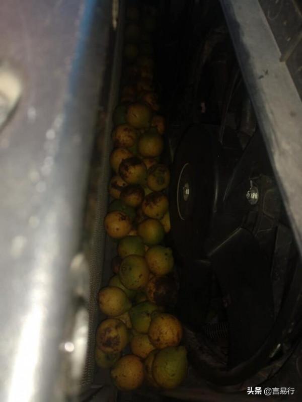 看樣勤勞的松鼠把人家汽車發動機艙當倉庫了 看樣勤勞的松鼠把人家汽車發動機艙當倉庫了