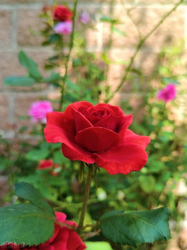 拜拜了月季!養了四年月季,這個秋天果斷換坑,希望沒有換錯 拜拜了月季!養了四年月季,這個秋天果斷換坑,希望沒有換錯