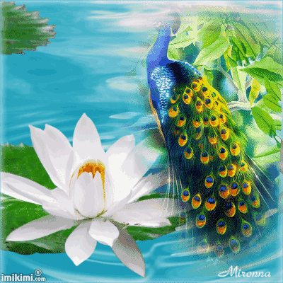 人生最美幾何時 看見孔雀和鳳凰 雙福來襲