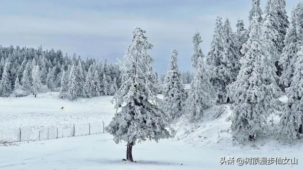 冬遊川渝，被冬季的仙女山驚豔了