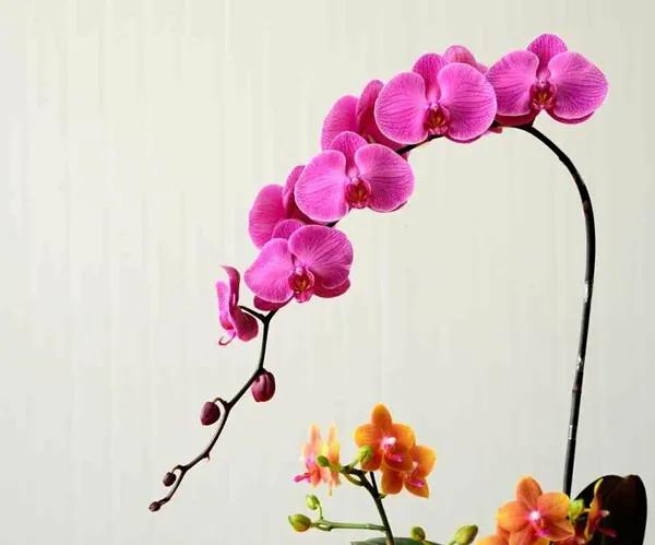 漂亮的蝴蝶蘭大全，顏色各異、姿態萬千