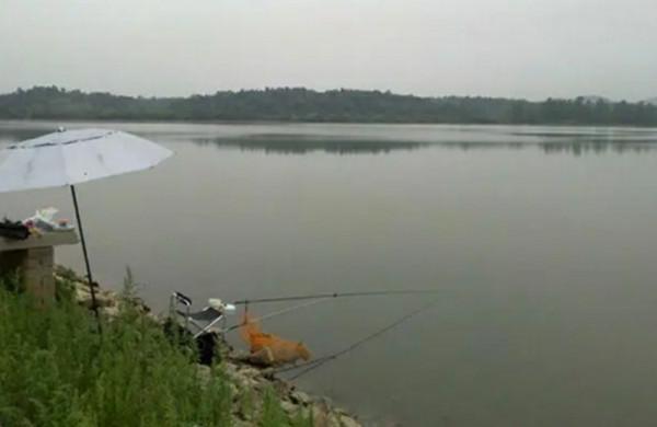 鯽魚為何起浮離底，這些因素不能小覷