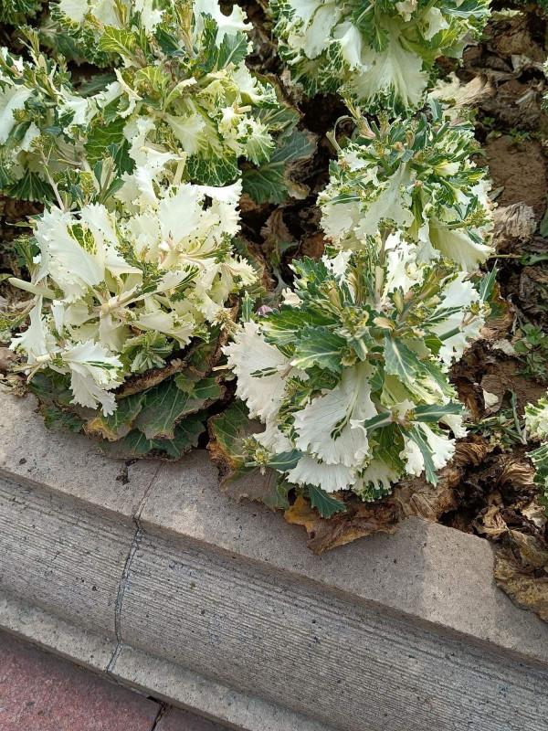 入了秋天，北方有1種花，長得比在南方好，你見過嗎