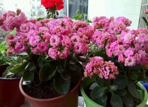 養7種花，適合用“小盆”，簡單好管理，長得更精神