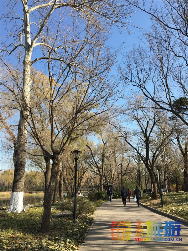 唯美浪漫！京城這個公園的水杉還紅著，錯過等明年~【送年票】