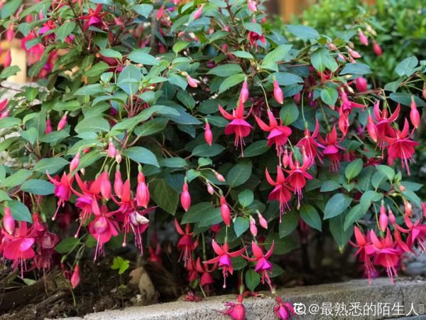 倒掛金鐘長成一棵樹，年年都開花，咋養的？