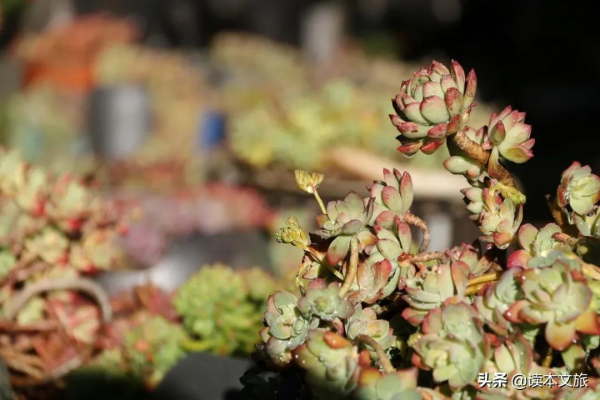 走進麗江古城多肉世界，目之所及皆是治癒