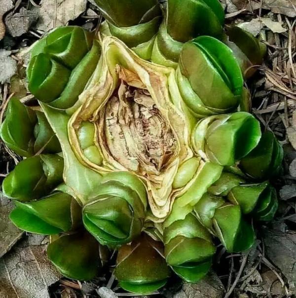 養花懂“取捨”，4種花一招“抹墩切”，1月後更旺、更密