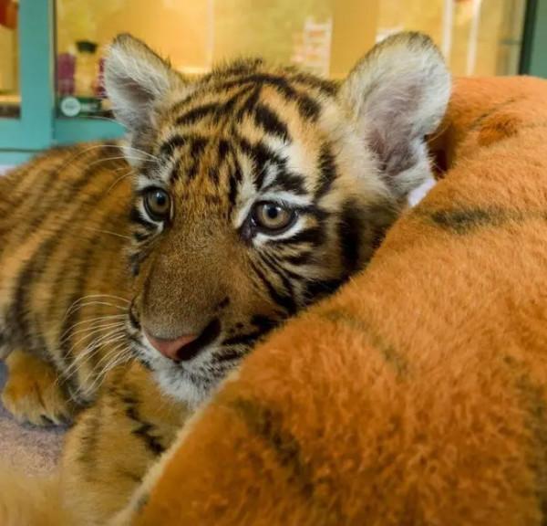 秘魯女子的寵物&quot;狗&quot;總獵殺鄰居家雞鴨，長大一看，這不是狐狸嗎？