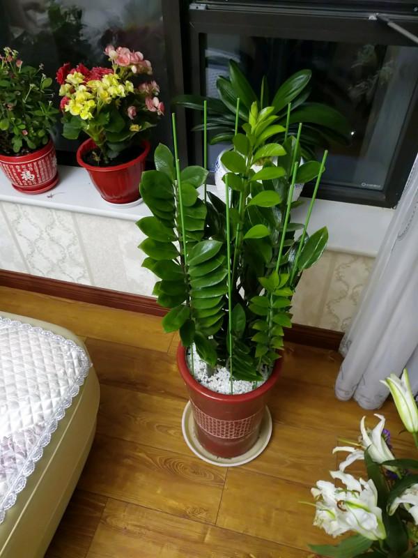 這些花就算長再大也只適合用“小盆”栽，大盆栽種易黑腐、爛根