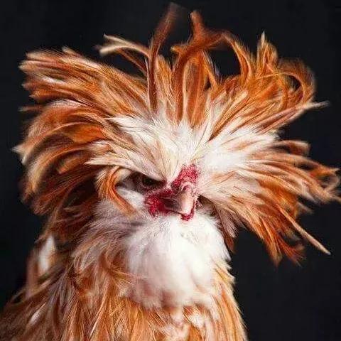 鳥的世界 鳥的天堂