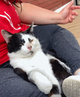 貓每天來擦玻璃，半年後獲得長期飯碗