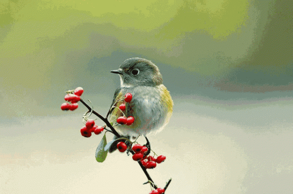 黃鸝鳥名字的由來