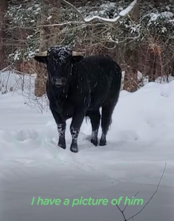 美國一頭牛逃出屠宰場，警察追捕8個月，結果整個小鎮都愛上它了