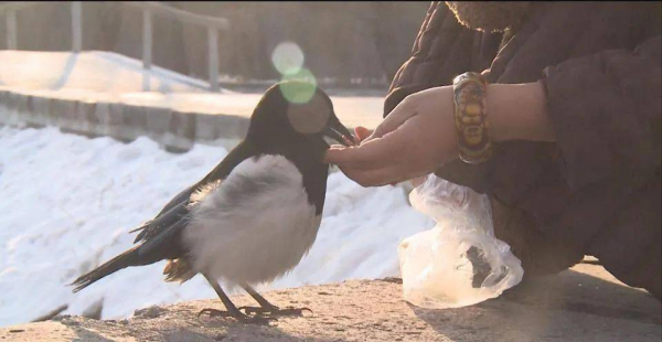 聰明的喜鵲可是&OpenCurlyDoubleQuote;高階建築師&rdquo;，它的窩外表粗糙內部奢華，扛風雪