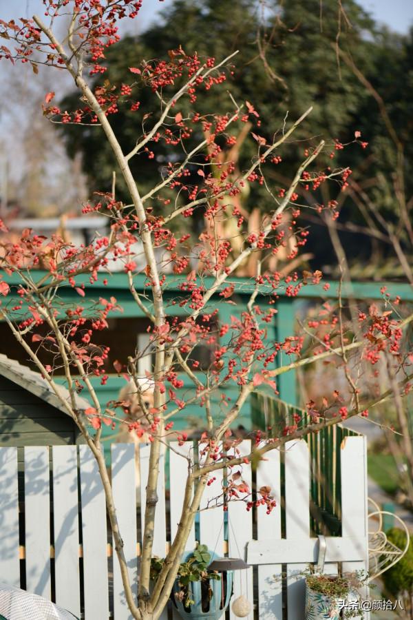 鳥兒們過冬必備 - 紅透整個冬日的迷你山楂果 |園丁