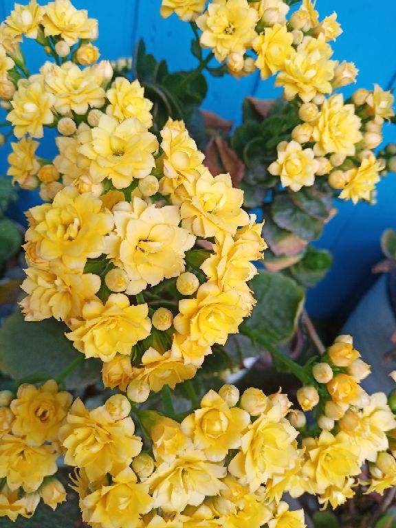 買回家的花總掉花苞，原因出在4個地方，趕緊改正還能開花