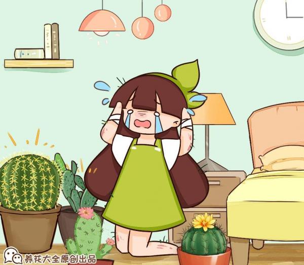 大爺養的仙人球，總是比我好，除了澆水還該怎麼養