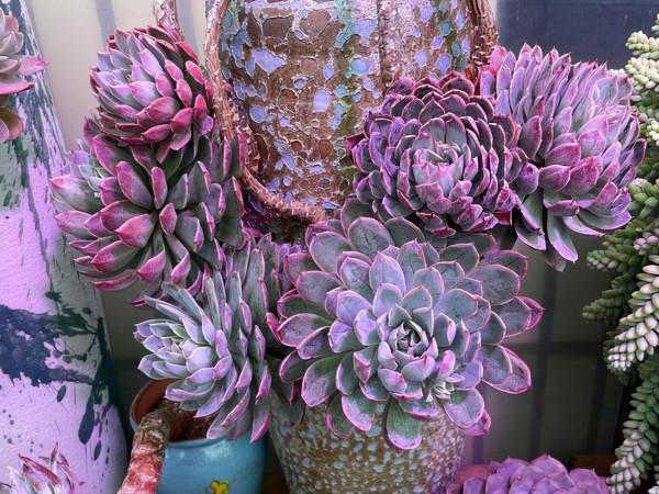 一顆火焰杯多肉八年時間的改變,曾經的小單頭變已成懸崖樁,震撼 一顆火焰杯多肉八年時間的改變,曾經的小單頭變已成懸崖樁,震撼