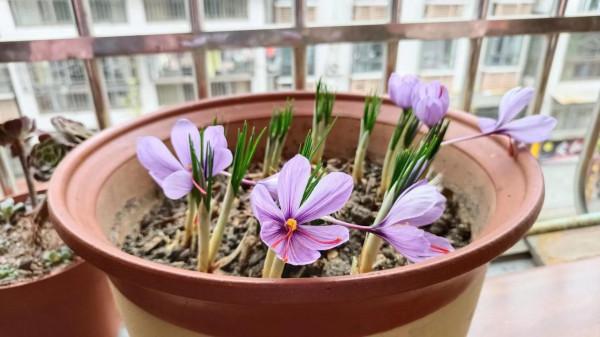 有人同我一樣，喜歡紫色的花嗎？都說花奼紫嫣紅爭奇鬥豔