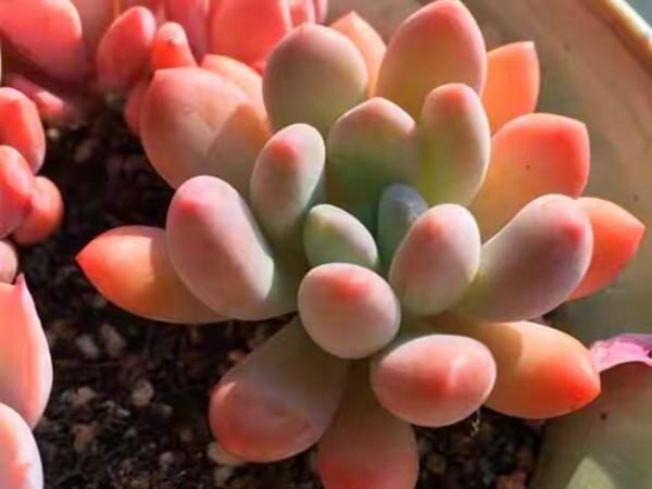 100種常見多肉圖鑑，比花還美，你認識幾種？