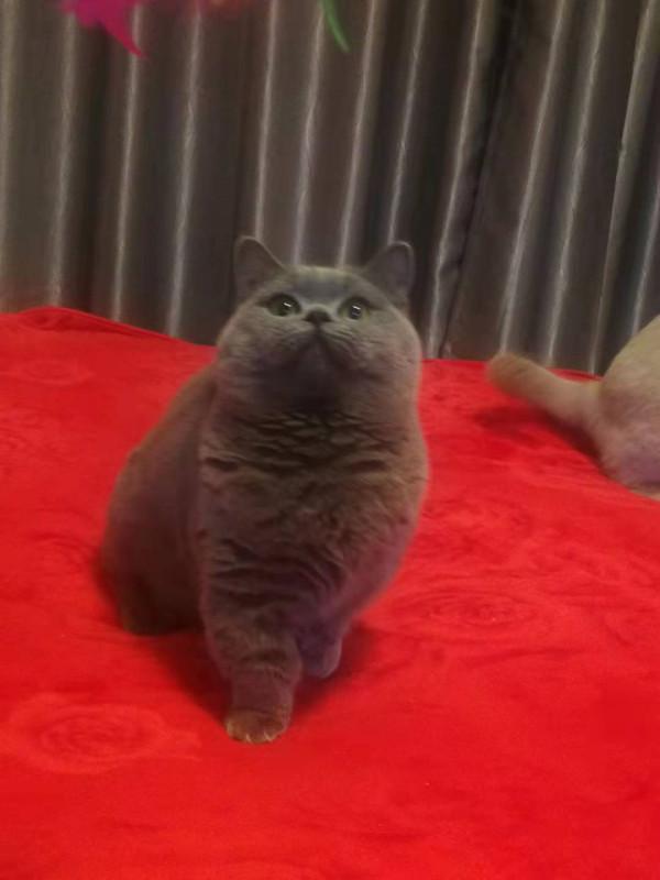 新晉鏟屎官需要注意的幾個事 新晉鏟屎官需要注意的幾個事