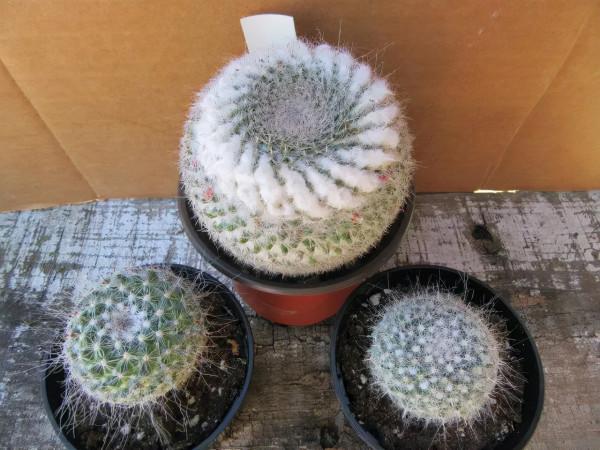 盆栽玉翁養護指南，不太扎手的仙人掌，它的頭頂可以一圈花環