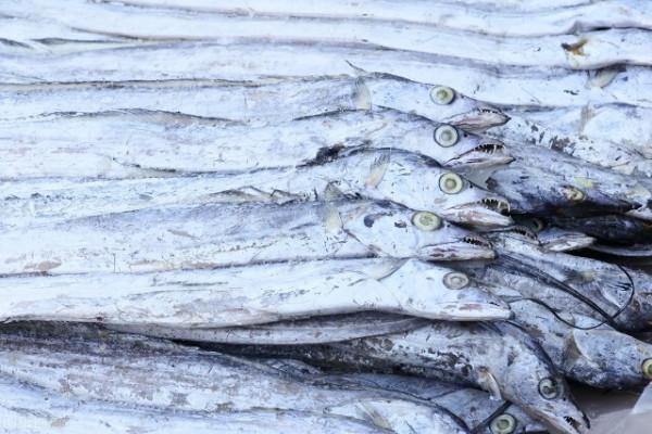 買帶魚時，黑眼睛和黃眼睛區別大，牢記4買3不買，帶魚鮮嫩味美