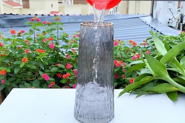 富貴竹這樣處理，快速生根還不黃葉