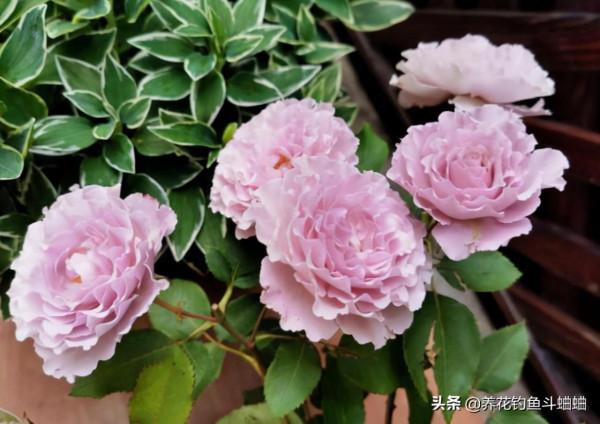 月季枝幹軟葉片少,抓緊補上三種肥,迅速木質化,還能砰砰爆花 月季枝幹軟葉片少,抓緊補上三種肥,迅速木質化,還能砰砰爆花