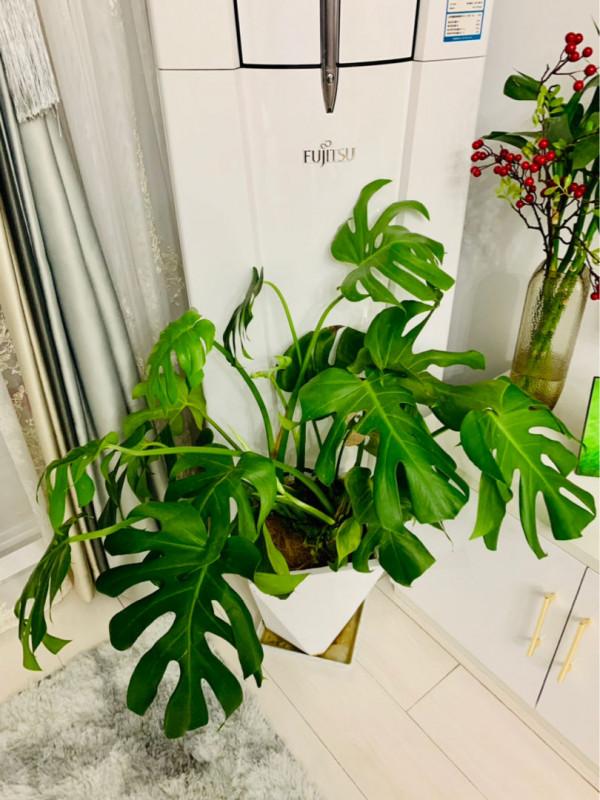 養花注意&OpenCurlyDoubleQuote;2養2不養&rdquo;，養對了身心健康，養錯了有壞影響