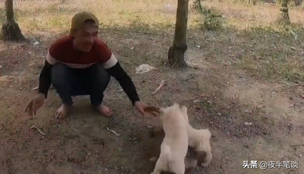 三隻小狗被眼鏡蛇咬傷，躺在地上一動不動，還有救嗎？