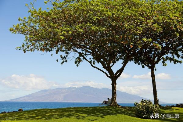 除草劑滅大樹好輕鬆：效果雖好但也要用對方法