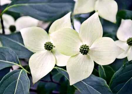 四照花～春有亮葉，夏花如蝶，秋有紅葉紅果，極具觀賞價值