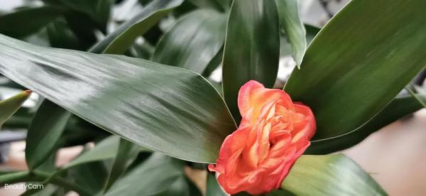 罕見富貴竹開花 花開富貴 大吉大利 竹報平安