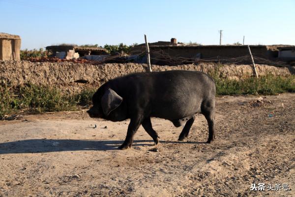 曾經的動物，北京七八十年代的近郊，你還有印象嗎？