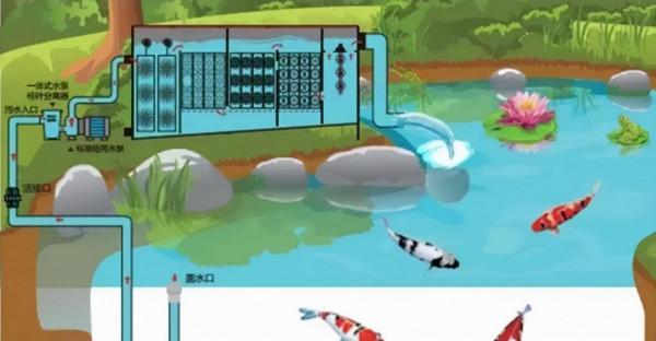你的魚池過濾系統是否需要最佳化？